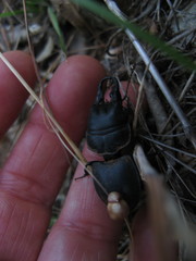 Pachyodontus languidus