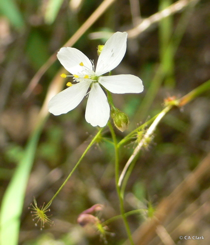 Drosera modesta Diels