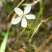 Drosera modesta - Photo (c) sea-kangaroo, some rights reserved (CC BY-NC-ND), uploaded by sea-kangaroo