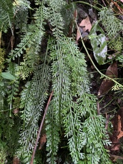 Asplenium prolongatum