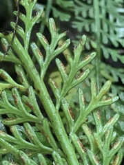 Asplenium prolongatum