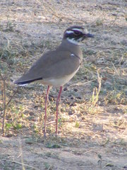 Rhinoptilus chalcopterus
