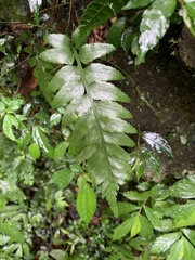 Asplenium wrightii