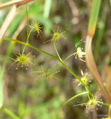 Drosera modesta