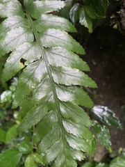 Asplenium wrightii