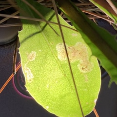 Liriomyza taraxaci