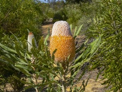 Banksia hookeriana