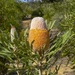 Banksia hookeriana - Photo (c) dhfischer, μερικά δικαιώματα διατηρούνται (CC BY-NC), uploaded by dhfischer