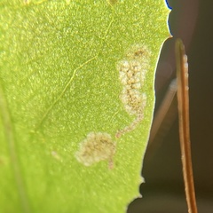 Liriomyza taraxaci