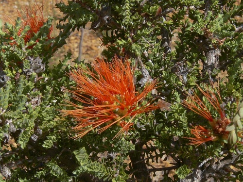 Melaleuca pulcherrima, photograph 3