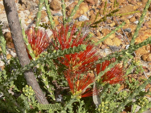 Melaleuca pulcherrima, photograph 2