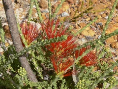 Melaleuca pulcherrima