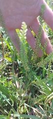Lepidium apetalum
