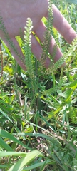 Lepidium apetalum