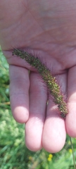 Setaria viridis