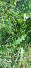 Setaria viridis
