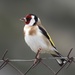Eurasian Goldfinches and Citril Finches - Photo (c) Valia Pavlou, some rights reserved (CC BY-NC), uploaded by Valia Pavlou