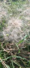 Hordeum jubatum