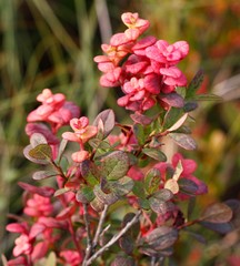 Exobasidium vaccinii-uliginosi