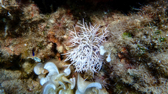 Amphiroa