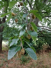 Fagus sylvatica