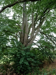 Fagus sylvatica