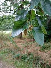 Fagus sylvatica