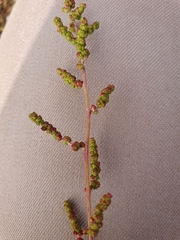 Chenopodium acuminatum