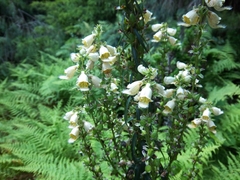Digitalis lutea