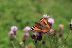 Aglais urticae