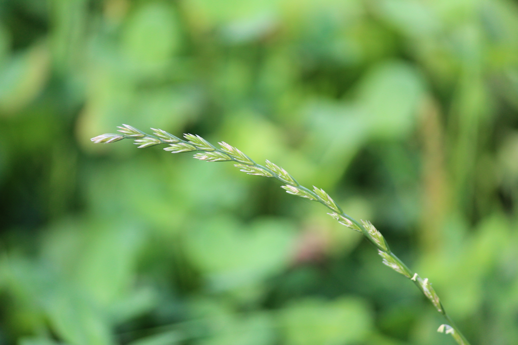(c) Marina Potapova, aucun droit réservé (CC0) https://www.inaturalist.org/observations/91241560