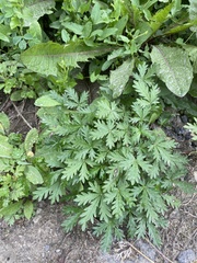 Potentilla omissa