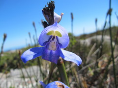 Disa graminifolia