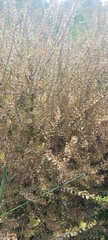 Lepidium apetalum