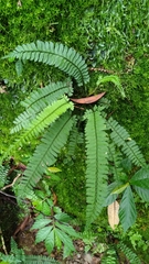 Polystichum hancockii