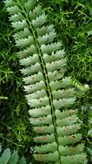 Polystichum hancockii