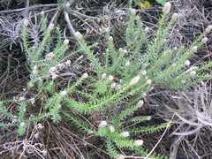 Phylica thunbergiana