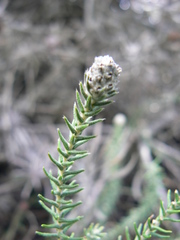 Phylica thunbergiana