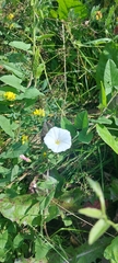 Convolvulus arvensis