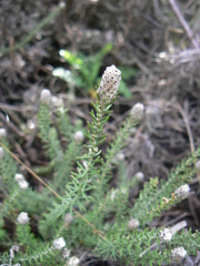 Phylica thunbergiana