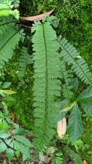 Polystichum hancockii