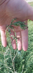 Lactuca serriola