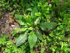 Pulmonaria stiriaca