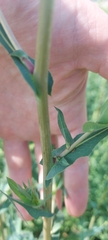 Lactuca serriola