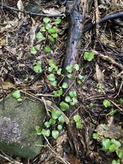 Brachyglottis sciadophila