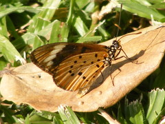 Acraea encedon encedon