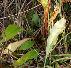 Solidago cuprea