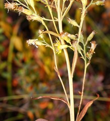 Solidago cuprea