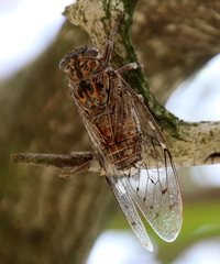 Cicada barbara lusitanica