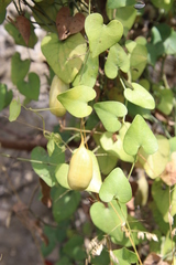 Aristolochia baetica